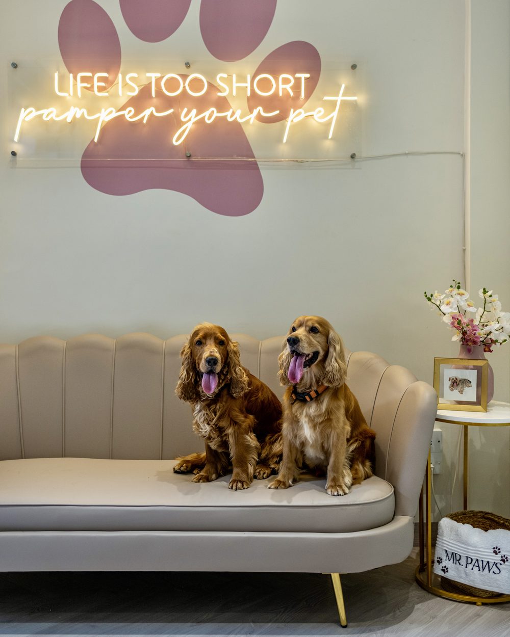 Mr. Paws — a pet store